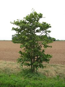 Greenwich Meridian Marker; England; Lincolnshire; Frampton Marsh